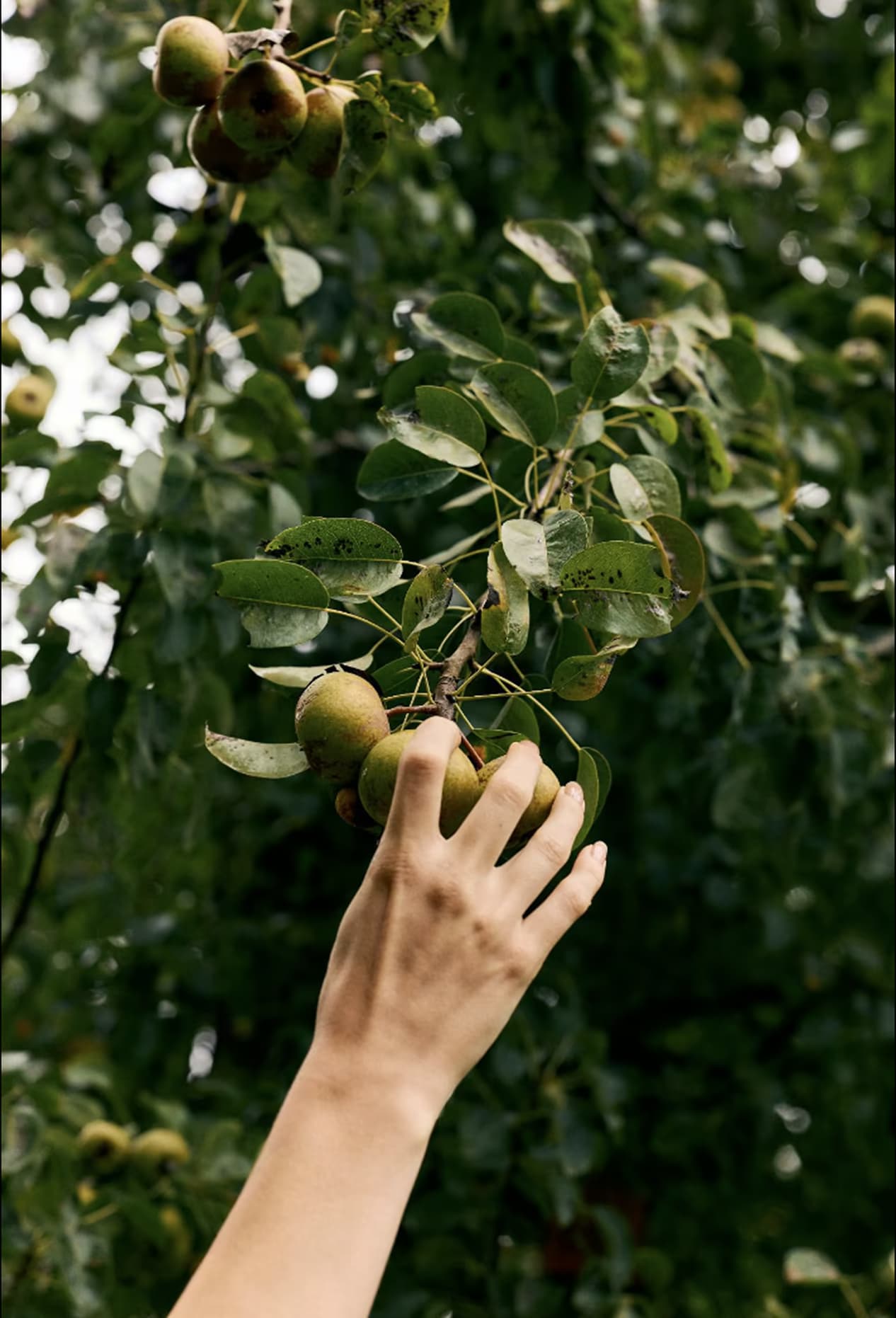 En hand som sträcker sig efter frukt bland gröna blad