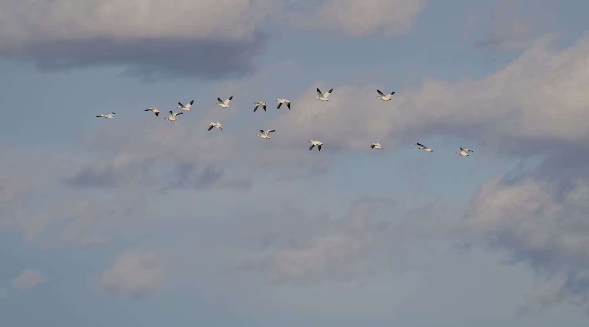 Lugnt landskap med slingrande vägar